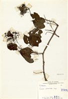 藏品(翼莖粉藤)的圖片